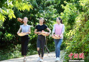 京郊金秋漫步 采摘健身休闲季中秋前启动